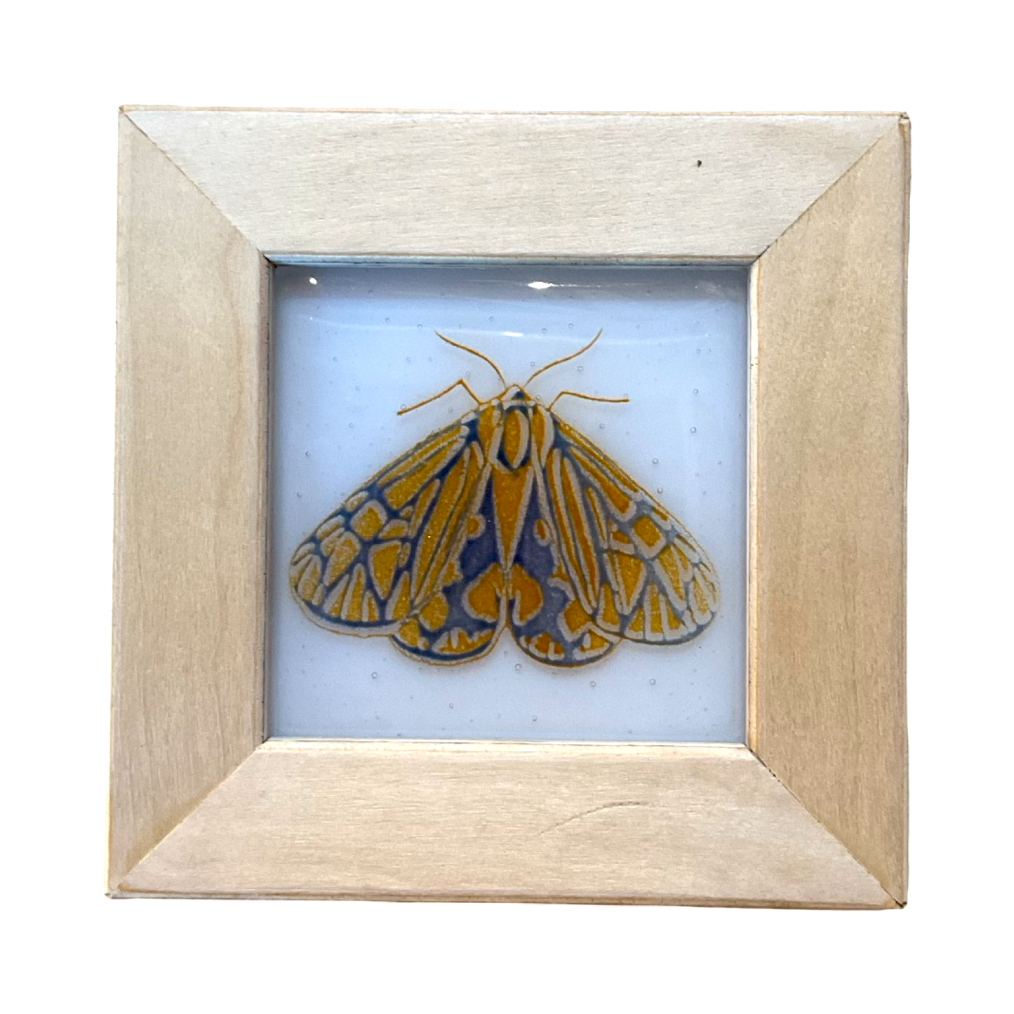 Framed Moth Glass Art Print