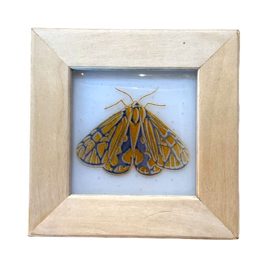 Framed Moth Glass Art Print