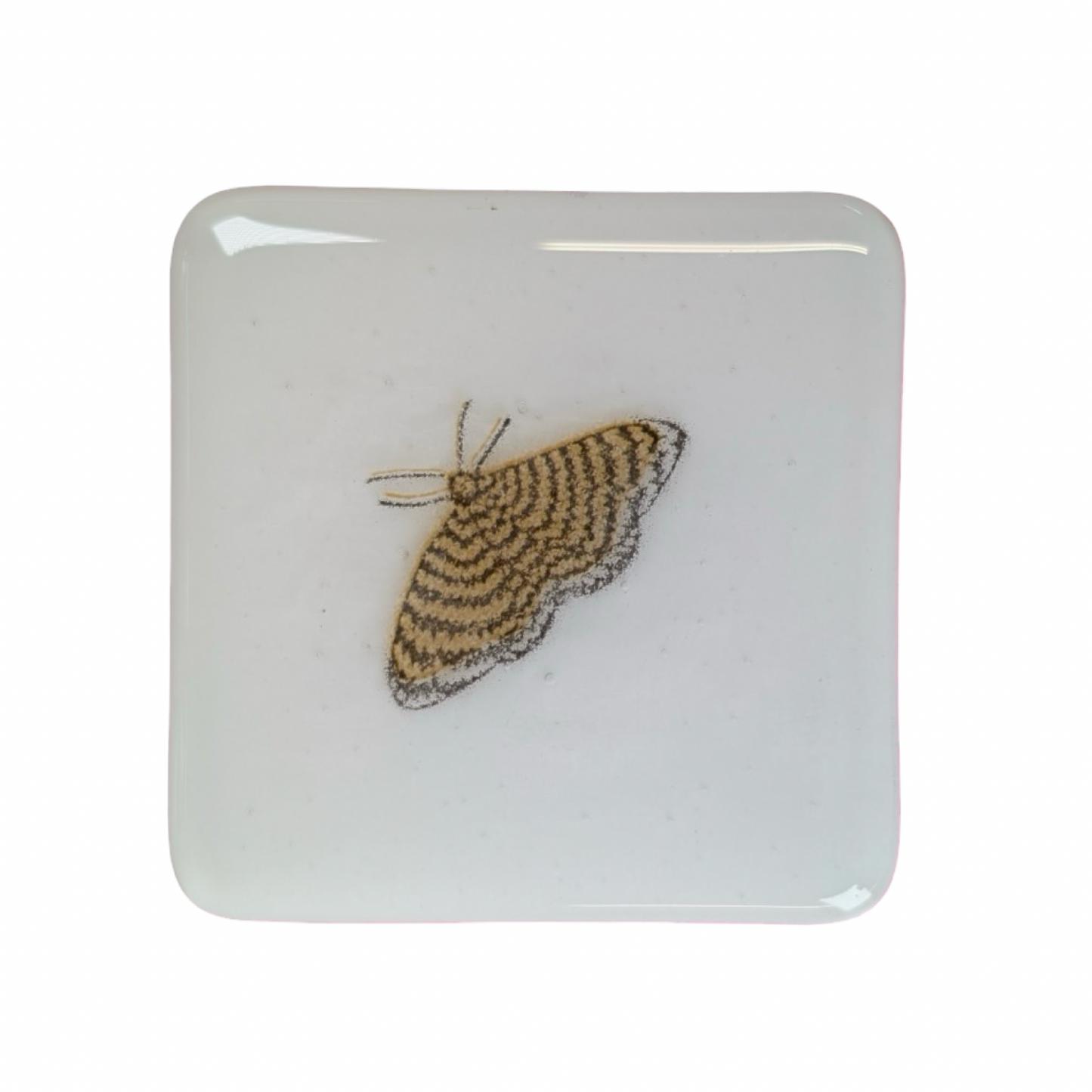 Small Amber Zig Zag Moth Coasters